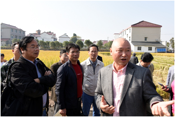 杭州種業集團水稻高產攻關畝產突破千公斤3.png