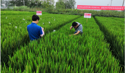 杭州種業(yè)集團(tuán)自創(chuàng)3個(gè)粳稻不育系通過品審委現(xiàn)場(chǎng)鑒定
